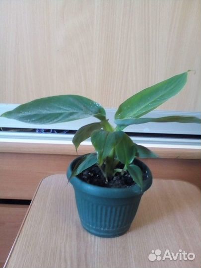 Саженцы экзотических растений