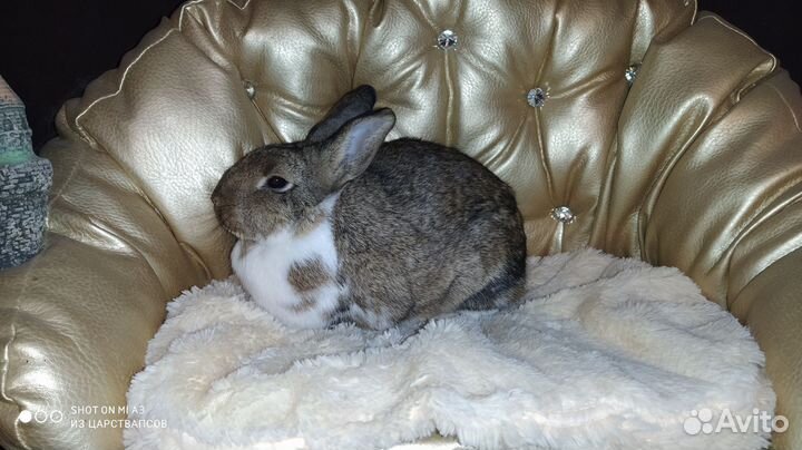Карликовый кролик для дома
