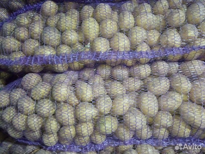 Семенной картофель коломбо