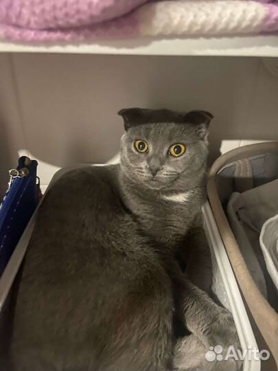 Продам банду,по три рубля штучка