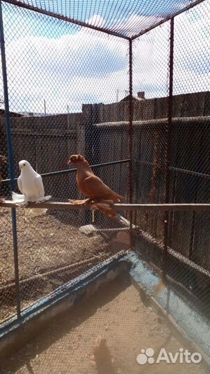 Голуби (разные)