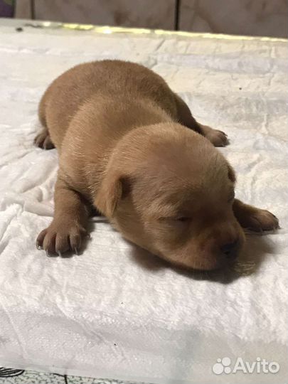 Мини той-терьер щенки