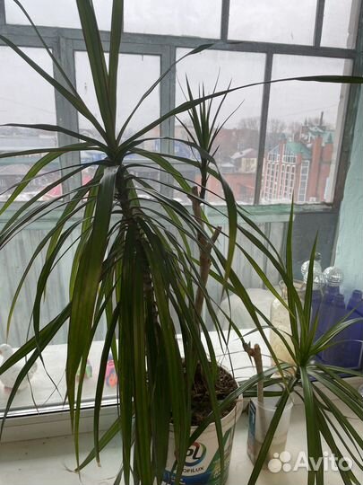 Пальма драцена