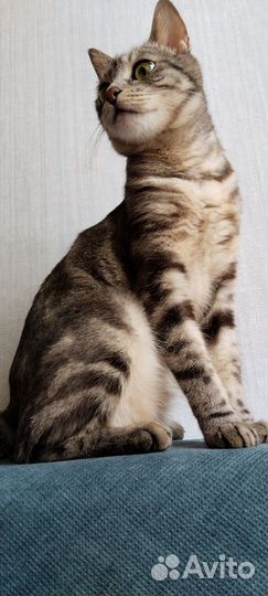 Котёнок курильский бобтейл