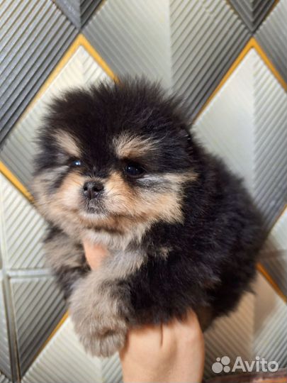 Померанский шпиц медвежьего типа девочка