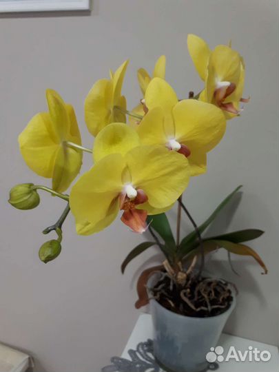 Орхидея фаленопсис