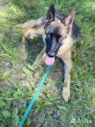 Домашние животные бесплатно собаки