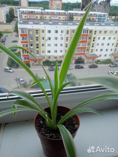 Комнатные цветы