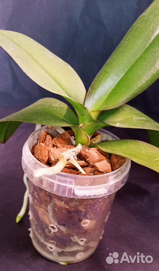 Phalaenopsis Fuller's Master