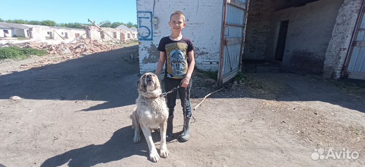 Кабель на случку