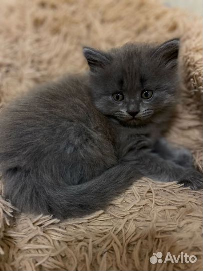 Британский котик