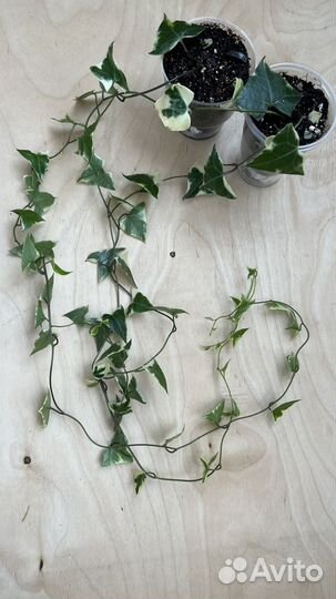 Крестовник крупноязычковый