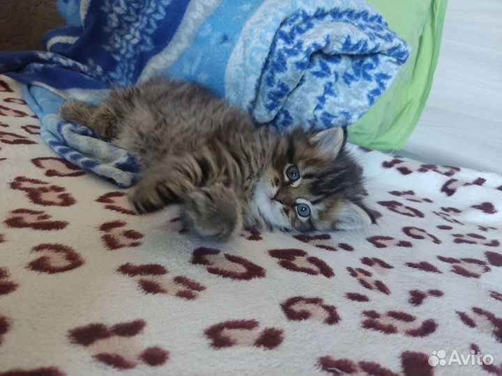 Котята мейн-кун