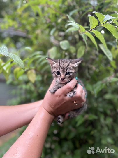 Котята бесплатно