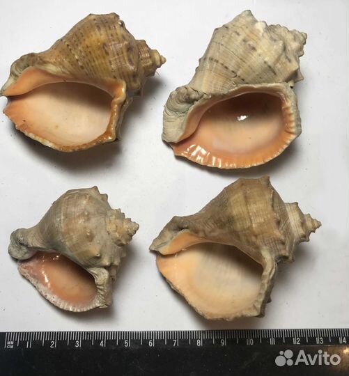 Ракушка Рапан Белемнит Окаменелости Шишки