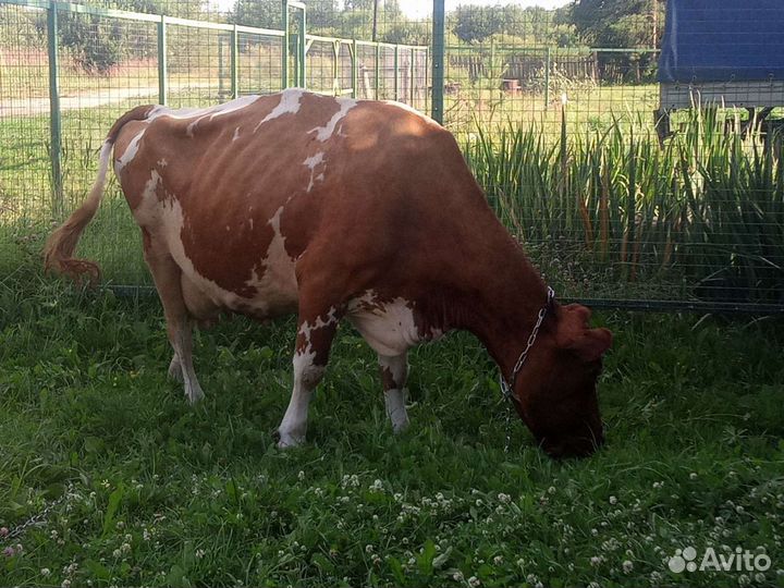 Продукция из Коровьего молока