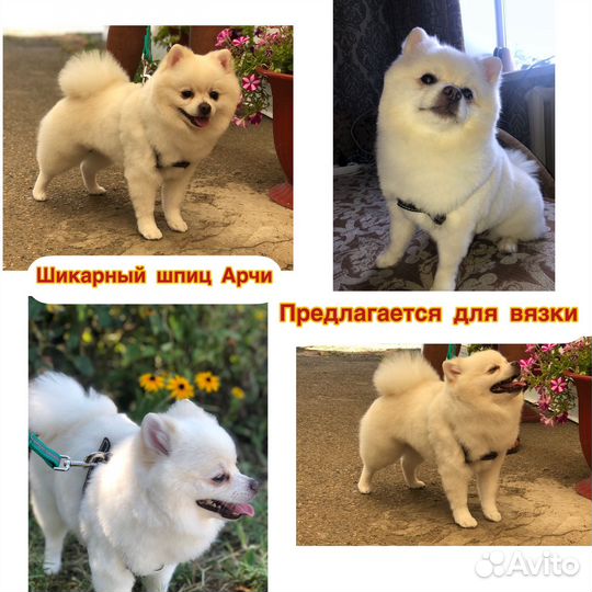 Шпиц на вязку