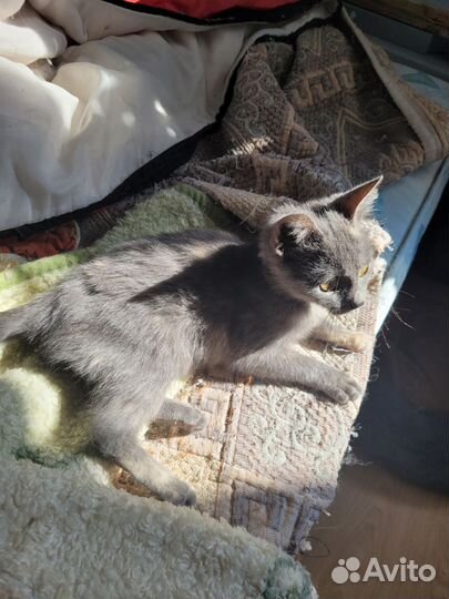 Котенок 2 месяца девочка