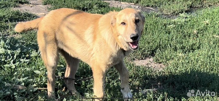 Среднеазиатская овчарка алабай щенки