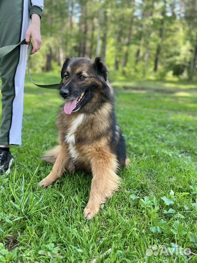 Собака ищет дом