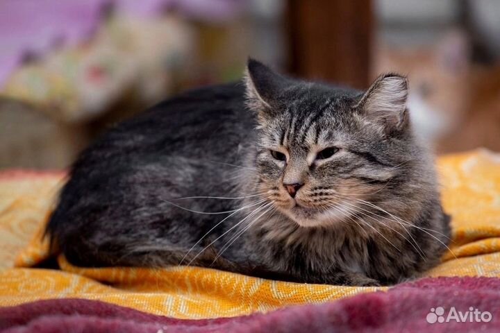 Котик Дарси живет надеждой