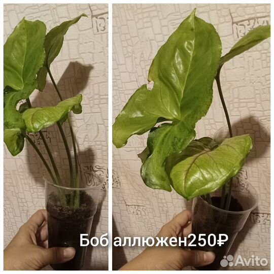 Сингониумы,кротон, филодендрон Биркин