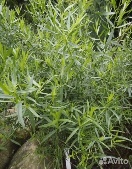 Эстрагон тархун