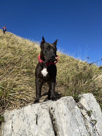 Ошейник электронный