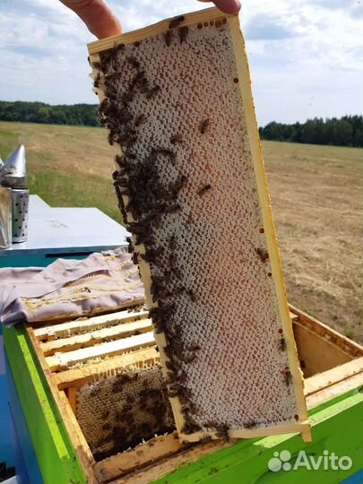 Мёд с семейной пасеки