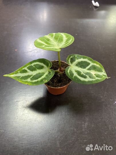 Антуриум хрустальный