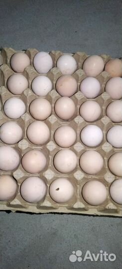 Яйцо куриное оптом