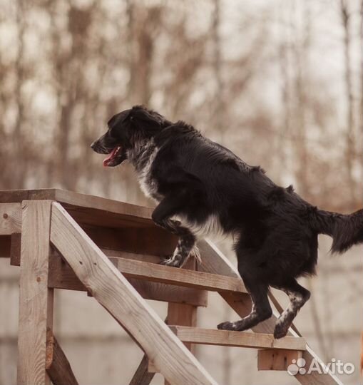 Дрессировка. Набор новой группы по окд на октябрь
