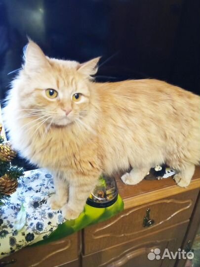 Санта ищет дом