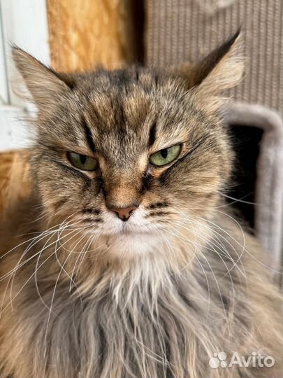 Сибирская кошка недовольна приютом