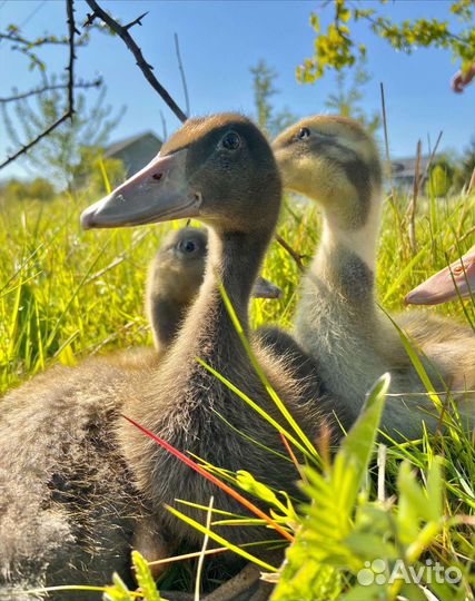Индийский бегунок утята в наличии