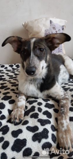 Улыбака грей