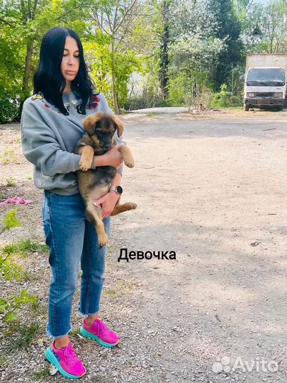 Щенок в добрые руки