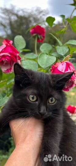 Котенок в добрые руки