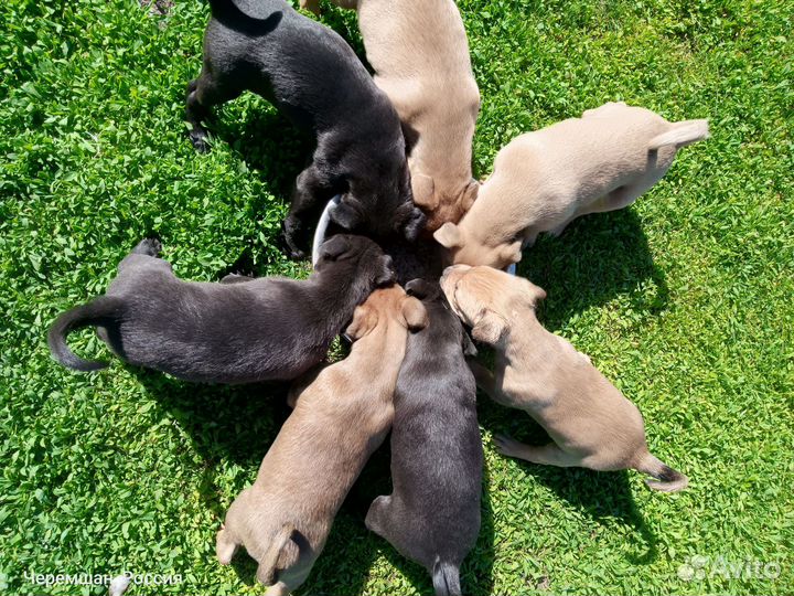 Щенята в добрые руки