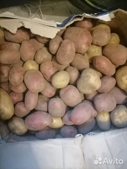 Картофель