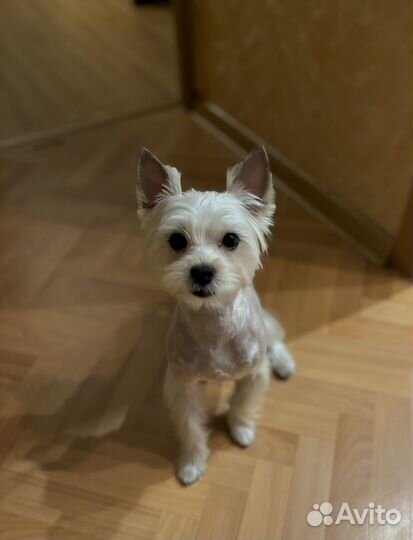 Йоркширский терьер