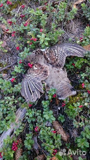 Крылья сойки, перья разных птиц