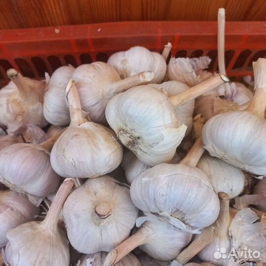 Чеснок