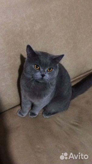 Шотландский кот вязка