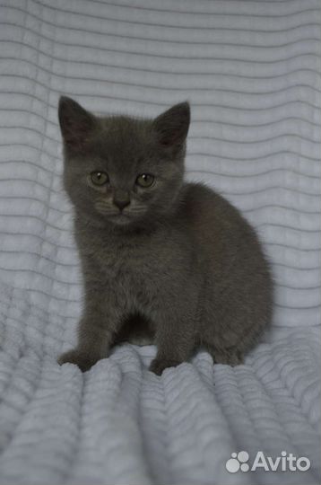 Британские котята