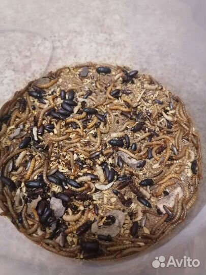 Мучной червь. Миниферма