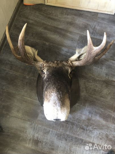 Чучело диких животных