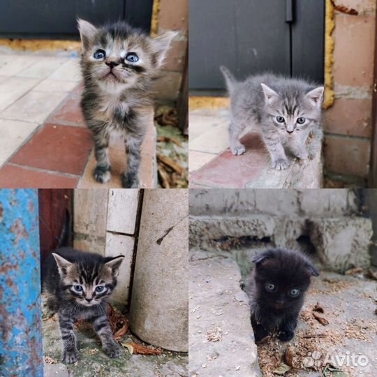 Котята в добрые руки