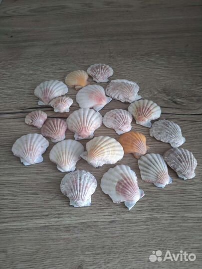 Морские раковины моллюсков