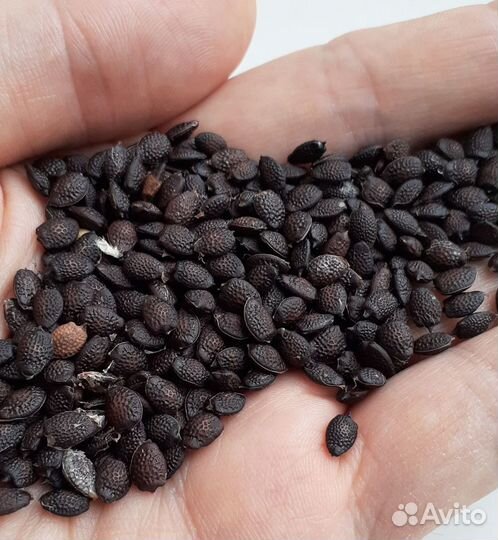 Маракуйя северная (пассифлора Инкарната). Семена